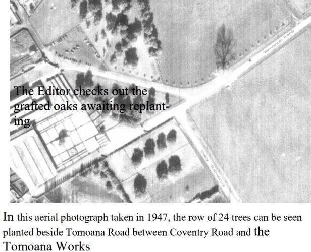 137 Memorial Oaks Hastings 1947 Aerial photo of 24 trees