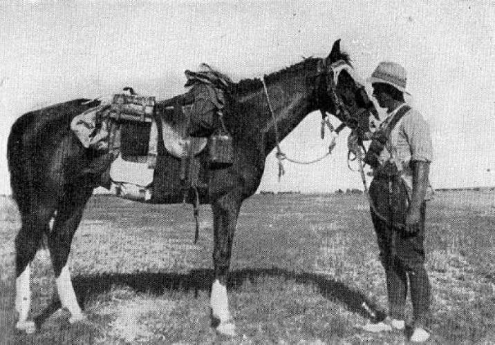 148 Stellin Street Lower Hutt Typical Mounted Trooper from WW1