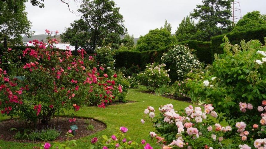 315 Memorial Rose Garden Christchurch roses in bloom2
